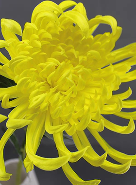 中式插花仿真凤尾菊花秋菊手感保湿PU富贵菊大匙跟菊