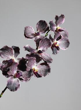 手感花万代兰橘红紫咖绿色摄影道具摆件设计师家居玄关插花假花材