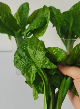 包邮仿真蔬菜菠菜食物模型道具青菜橱柜商场样板装饰摆设农家乐