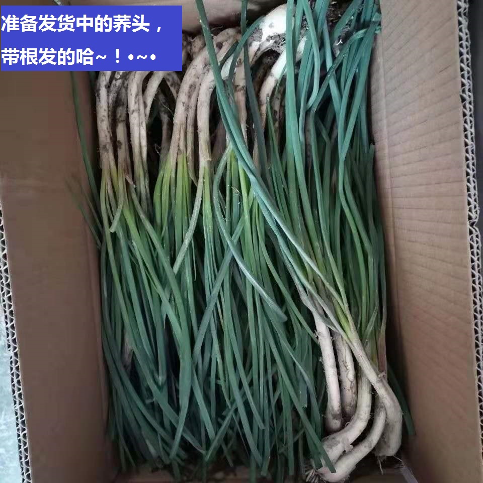 【5斤装】新鲜荞头带叶现挖农家自种产品藠头茭头薤白教头有叶 - 图0