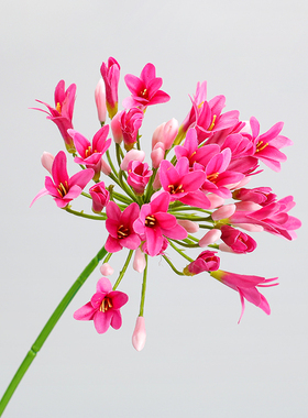 欧式高品质百子莲花艺绢花假花