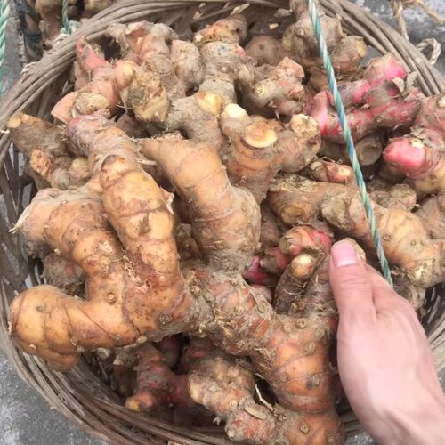 精选大块南姜红色3年姜 靓姜新鲜山姜潮汕南姜红色黄色随机发 - 图3