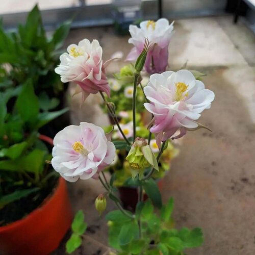 珧珧园艺重瓣耧斗菜花苗闪烁巴洛帽子花园阳台植物多年生耐寒花卉 - 图3
