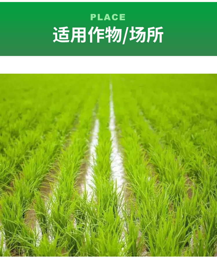 20%噁唑酰草胺氰氟草酯恶唑水稻旱田青稗草千金马唐除草剂唐稗闪
