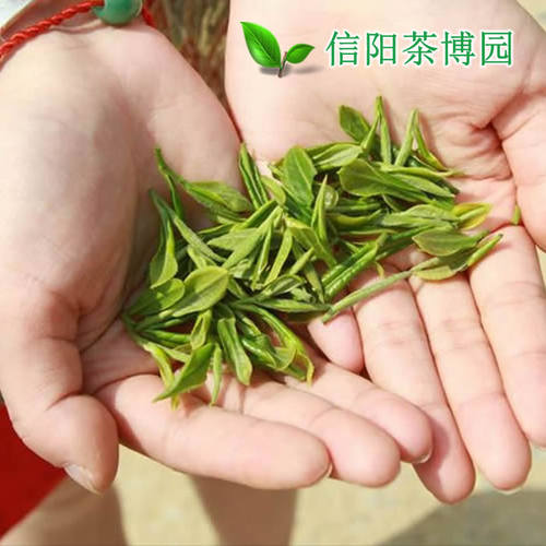 信阳毛尖2024新茶雨前茶特级一芽一叶散装茶叶绿茶浓香型春茶500g-图0