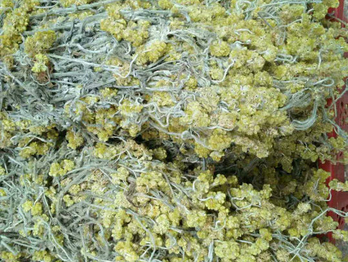 野生整颗鼠曲草带根清明草菜白头翁佛耳草500g全草秋菊草田艾中药 - 图1