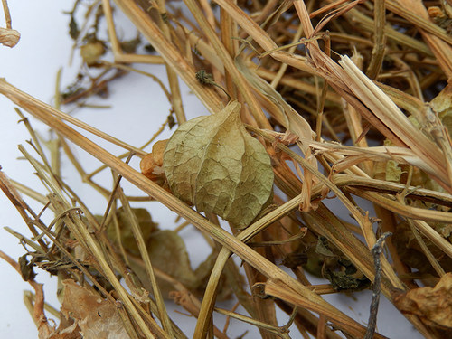 晒干灯笼草中药材打卜草 打额泡 天泡草 红姑娘果苦姑娘 黄姑娘果 - 图2