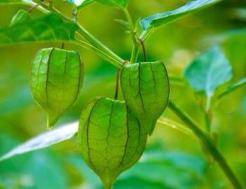 晒干灯笼草中药材打卜草 打额泡 天泡草 红姑娘果苦姑娘 黄姑娘果 - 图1
