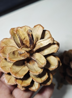 供应松球马尾松鱼鳞松果多款干花包装饰材料树皮木丝填充青苔草