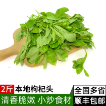 Fresh medlar head 2 catty of fresh vegetables When the season spring vegetables make the medlar buds vegetables Medlar Vegetables Shunfeng