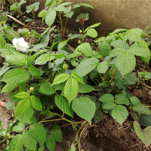 树莓苗盆栽覆盆子苗耐活空心泡食用刺泡儿刺莓苗野草莓蓬蘽苗耐寒 - 图0