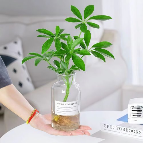 水培植物鸭脚木盆栽绿植八方来财七叶莲室内花卉苗好养活净化空气 - 图1