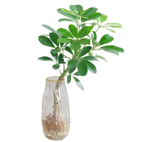 水培植物鸭脚木盆栽绿植八方来财七叶莲室内花卉苗好养活净化空气 - 图3