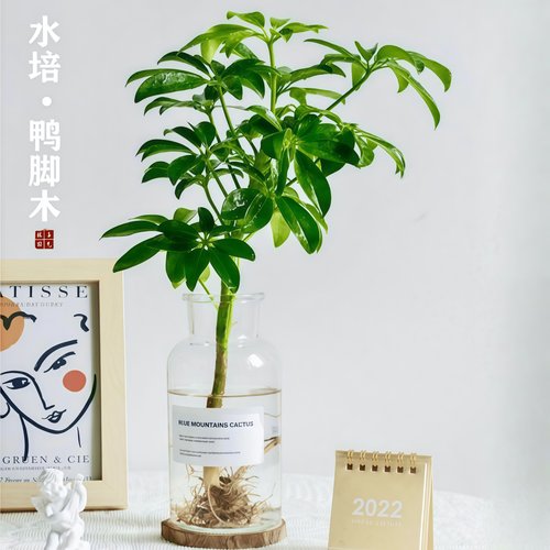 水培植物鸭脚木盆栽绿植八方来财七叶莲室内花卉苗好养活净化空气 - 图2
