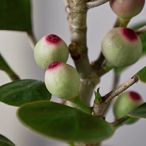 水培植物带果小盼菩提树苔藓球植物办公客厅室内桌面绿植四季盆景 - 图2