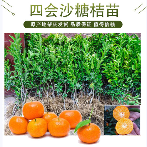 广东四会沙糖桔树苗正宗砂糖橘苗嫁接苗 喷药后无子无核南方植物 - 图1