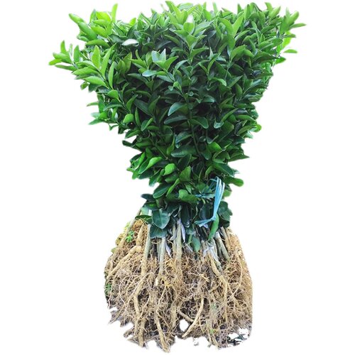 广东四会沙糖桔树苗正宗砂糖橘苗嫁接苗 喷药后无子无核南方植物 - 图3