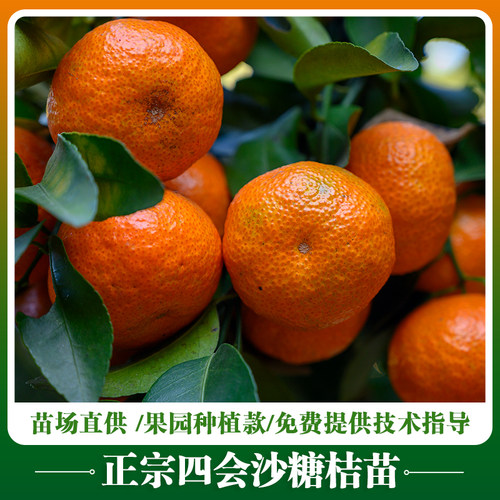 广东四会沙糖桔树苗正宗砂糖橘苗嫁接苗 喷药后无子无核南方植物 - 图2