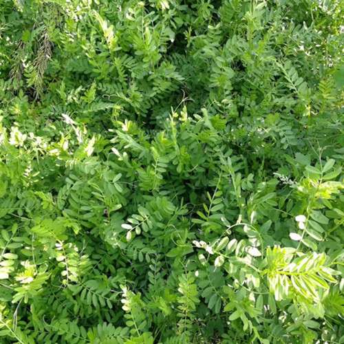 箭舌豌豆种子红花苕子野豌豆果大巢菜园绿肥蜜蜂植物牧草饲料种子 - 图0