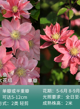 好养小美人鱼铁线莲重瓣