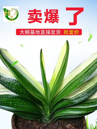 君子兰盆栽精品彩兰大小苗花卉植物高档名贵圆头和尚室内一物一拍 - 图1