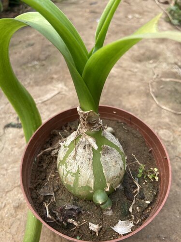 绿色花卉盆栽种球 海葱 虎眼万年青 玻璃球 花卉盆栽欣赏室内盆栽 - 图2