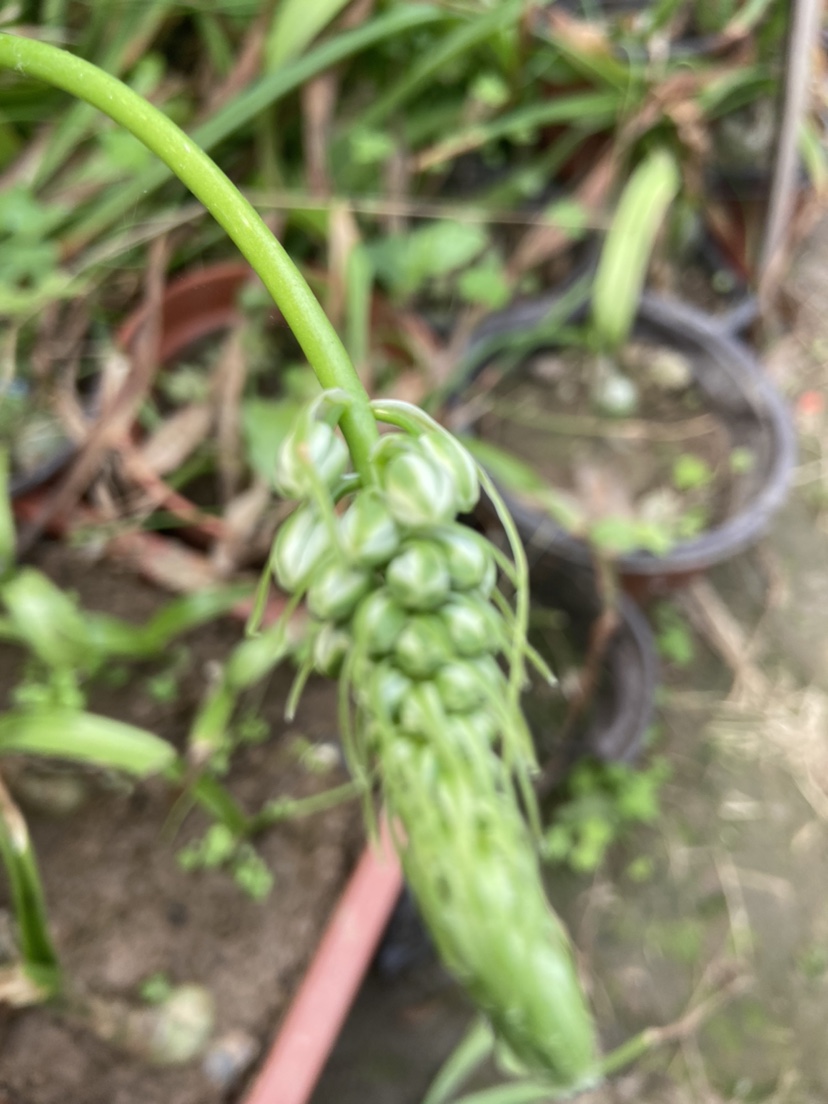 绿色花卉盆栽种球海葱虎眼万年青玻璃球花卉盆栽欣赏室内盆栽-图3