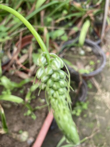 绿色花卉盆栽种球 海葱 虎眼万年青 玻璃球 花卉盆栽欣赏室内盆栽 - 图3