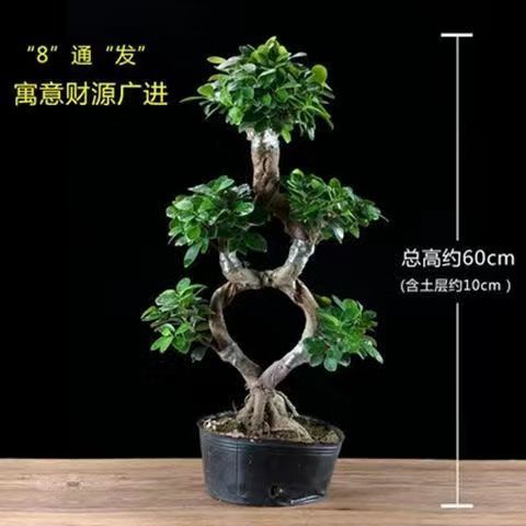 8字金钱榕树盆栽室外植物大型花卉绿植老根阳台S人参榕树盆景老桩 - 图0