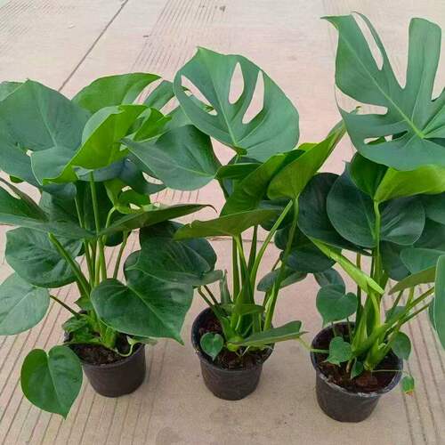 龟背竹大叶开背盆栽室内客厅绿植土培水培四季常青花卉净化空气 - 图2