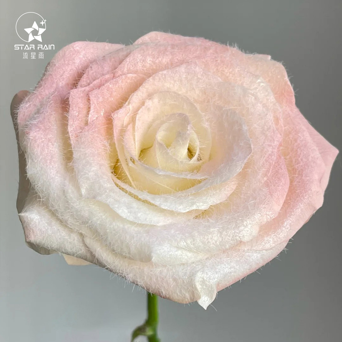 流星雨玫瑰植绒粉毛绒粉雪粉鲜花花束配饰装饰diy材料花艺资材,淘宝优惠券,粉丝福利购,淘宝优惠卷