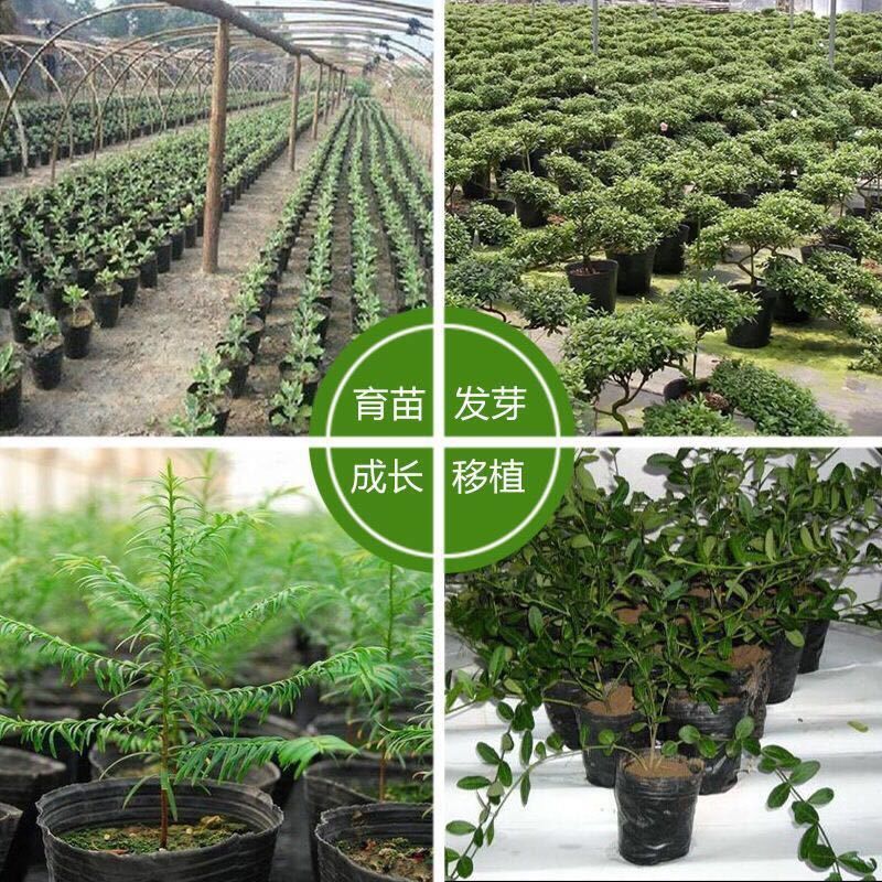 营养育苗杯塑料小碗一次性花盆黑色种植营养袋育苗袋育苗盆营养钵 - 图2