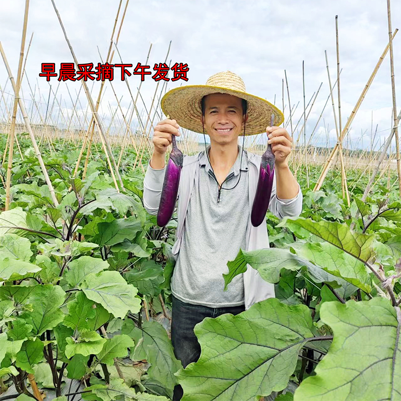 淘菜菜云南农家本地老品种紫长茄子10斤新鲜应当季露天种植蔬菜-图0