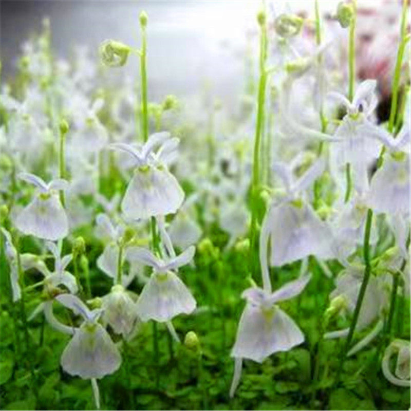 小白兔狸藻苔藓雨林缸微景观办公室水培食虫植物盆栽捕蝇草挖耳草,淘宝优惠券,粉丝福利购,淘宝优惠卷