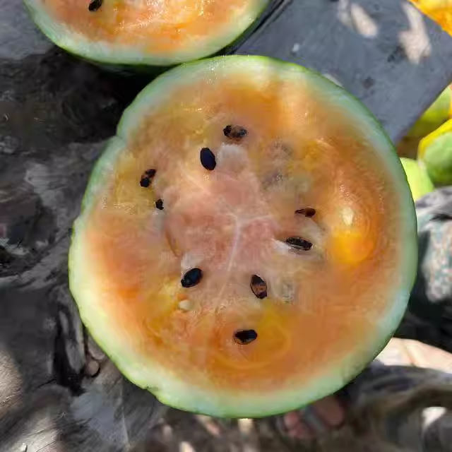 西瓜合集（荒野拾遗录）阳台露台露天家庭园艺种植小菜园甜美多汁,淘宝优惠券,粉丝福利购,淘宝优惠卷