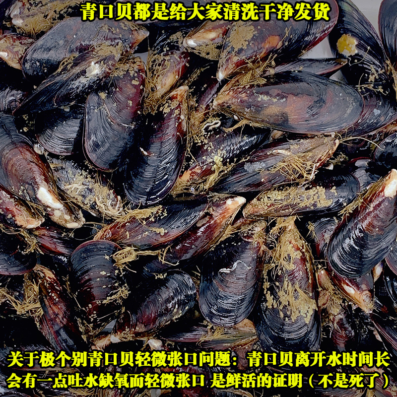 鲜活特大青口贝新鲜大海虹野生海捕淡菜贻贝海鲜水产贝类商用包邮-图1