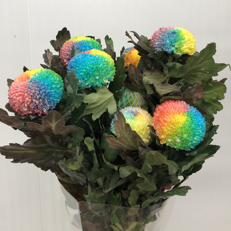 染色七彩乒乓菊 大球菊好养花期长 生日爱情礼物家庭插花全国鲜花