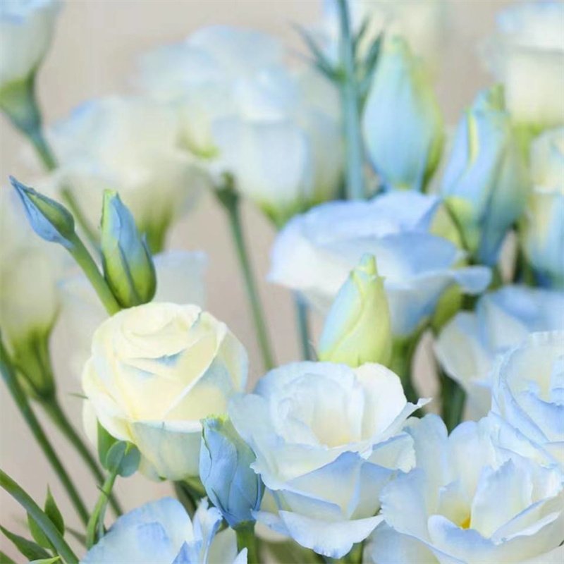喷色碎冰蓝洋桔梗云南昆明基地直发新鲜插花家用水养真花鲜切花束,淘宝优惠券,粉丝福利购,淘宝优惠卷