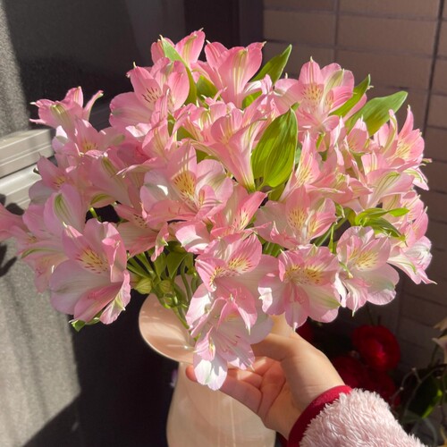 水仙百合六出鲜花云南基地直发水养鲜切花水培多头插瓶六初花束 - 图0