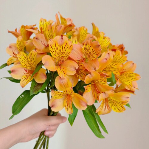 水仙百合六出鲜花云南基地直发水养鲜切花水培多头插瓶六初花束 - 图2