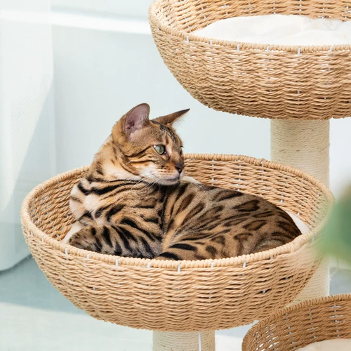 梅子猫 Плетение кошачьего гнезда