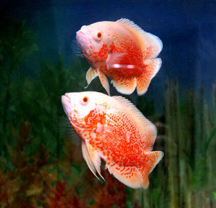 红花地图鱼,血地图 观赏鱼【观赏鱼批发】