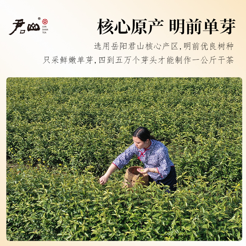 【君山牌】湖南特产茶叶君山银针2024年明前新茶黄茶礼盒装接待茶 - 图2