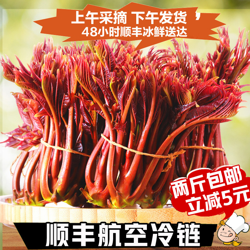 现货秒发香椿芽新鲜香春芽菜顺丰2025头茬四川红油香椿头春芽叶苗
