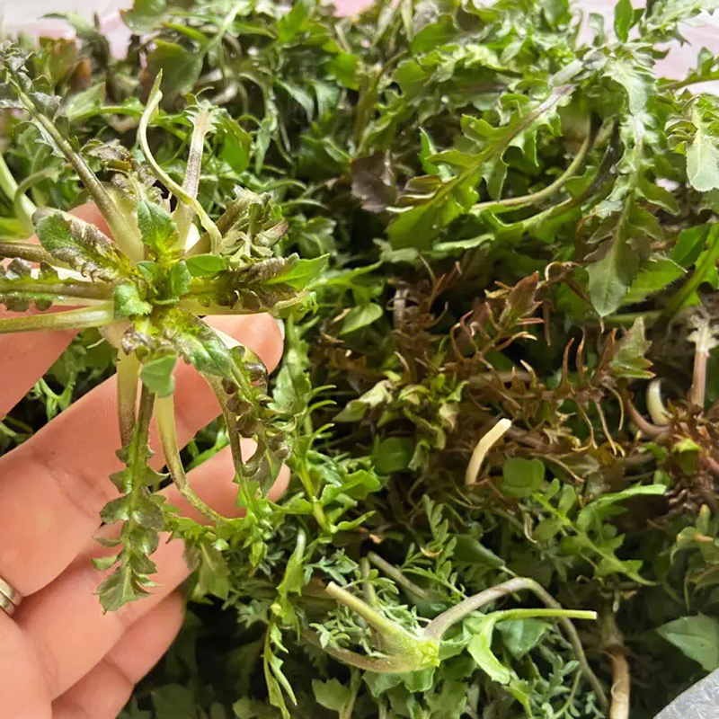 荠菜新鲜野生现挖农家现摘现发荠菜做混沌水饺春卷野菜顺丰包邮
