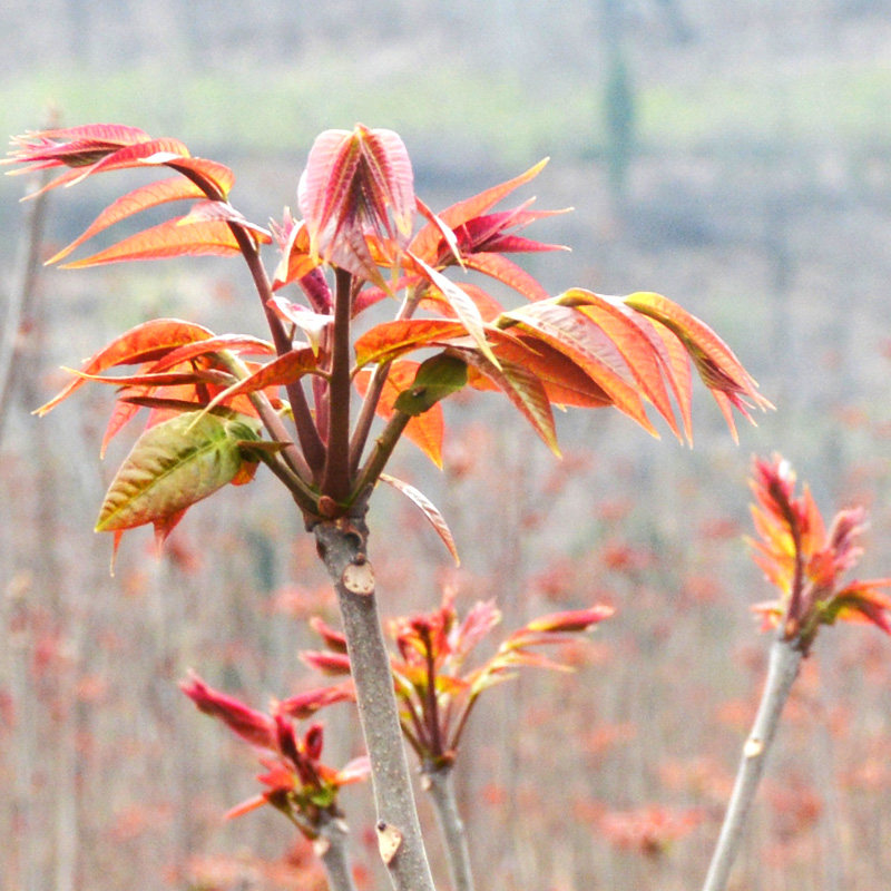 顺丰秒发香椿芽新鲜香春芽菜现货2026头茬香椿四川红油香椿头山东