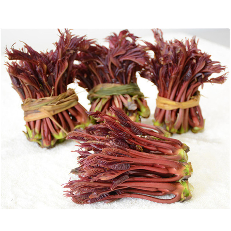 现货秒发香椿芽新鲜香春芽菜顺丰2024头茬四川红油香椿头春芽叶苗