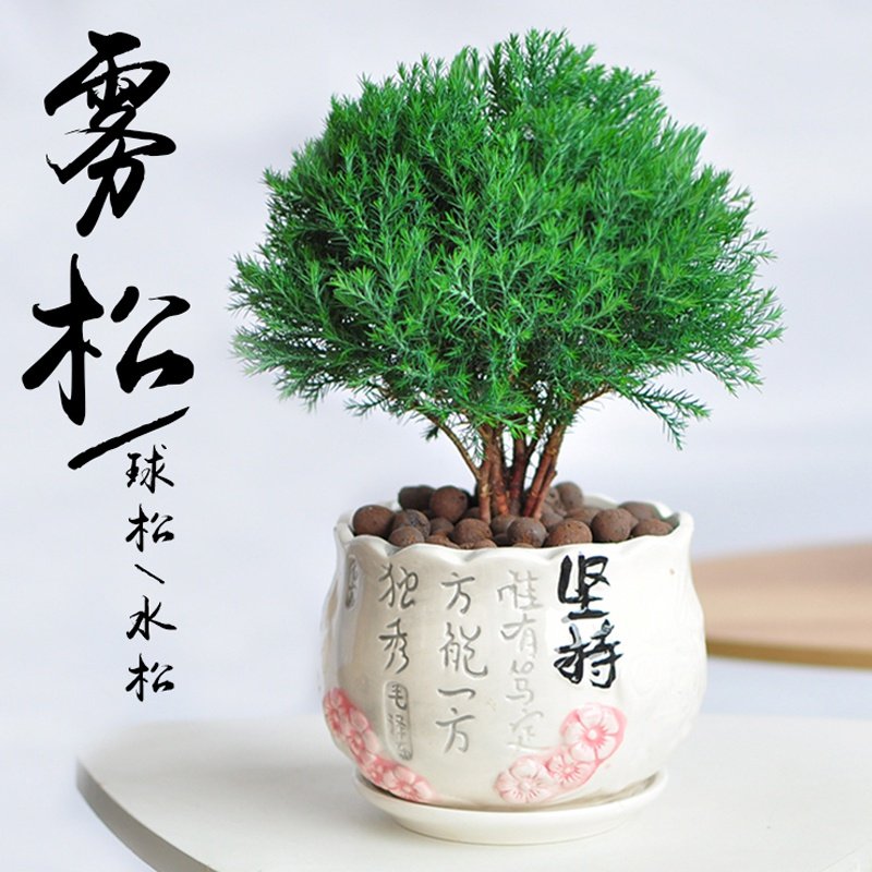 雾松盆景对人的风水,雾松盆景,雾松盆景怎么养(第15页)_大山谷图库
