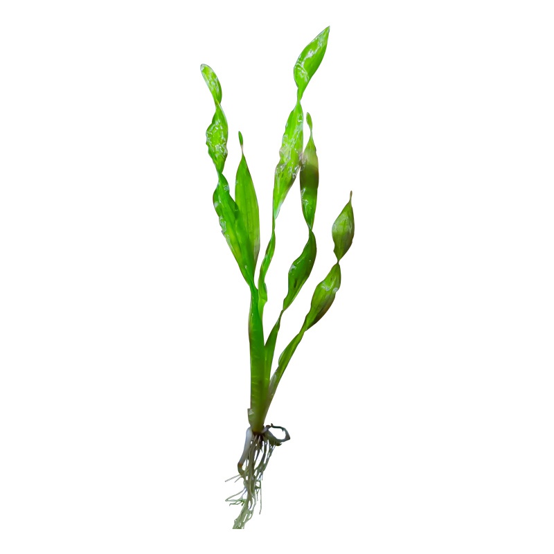 纽兰真水草缸植物鱼缸造景无需co2新手阴性水草纽兰扭兰活水草 小军精品1号铺 淘优券 纽兰真水草缸植物鱼缸造景无需co2新手阴性水草纽兰扭兰活水草 小军精品1号铺 淘优券