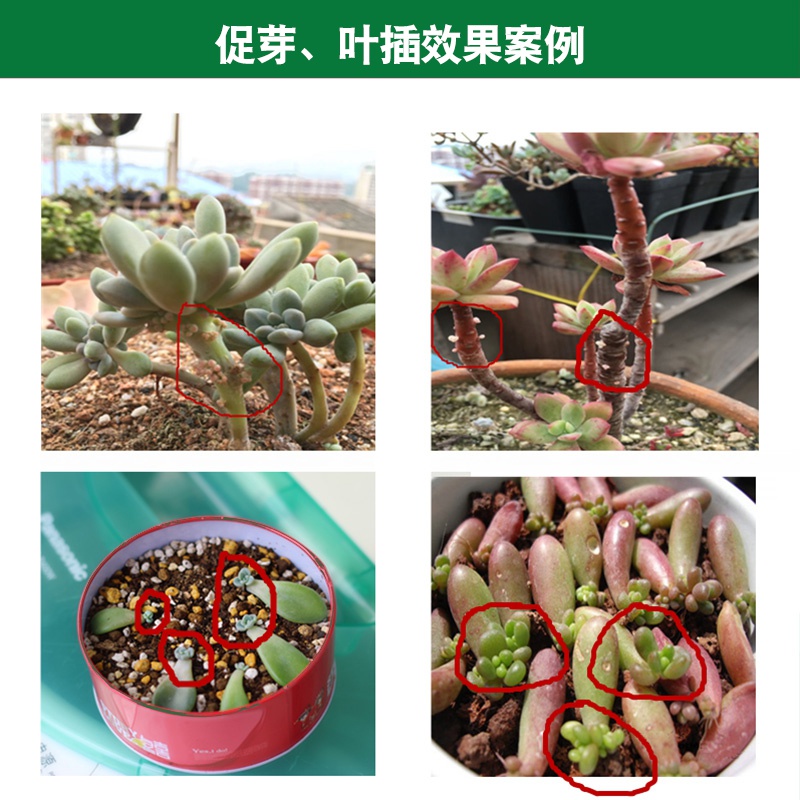 优芽素多肉植物爆侧芽细胞分裂素激素促花芽花卉生长素 跃帆小店的小店 淘优券